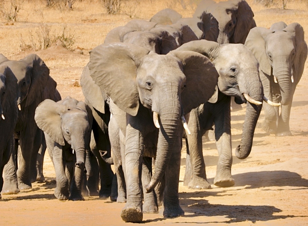 Victory For Wildlife: Belgium Bans Trophy Hunting Imports, Protecting Endangered Species