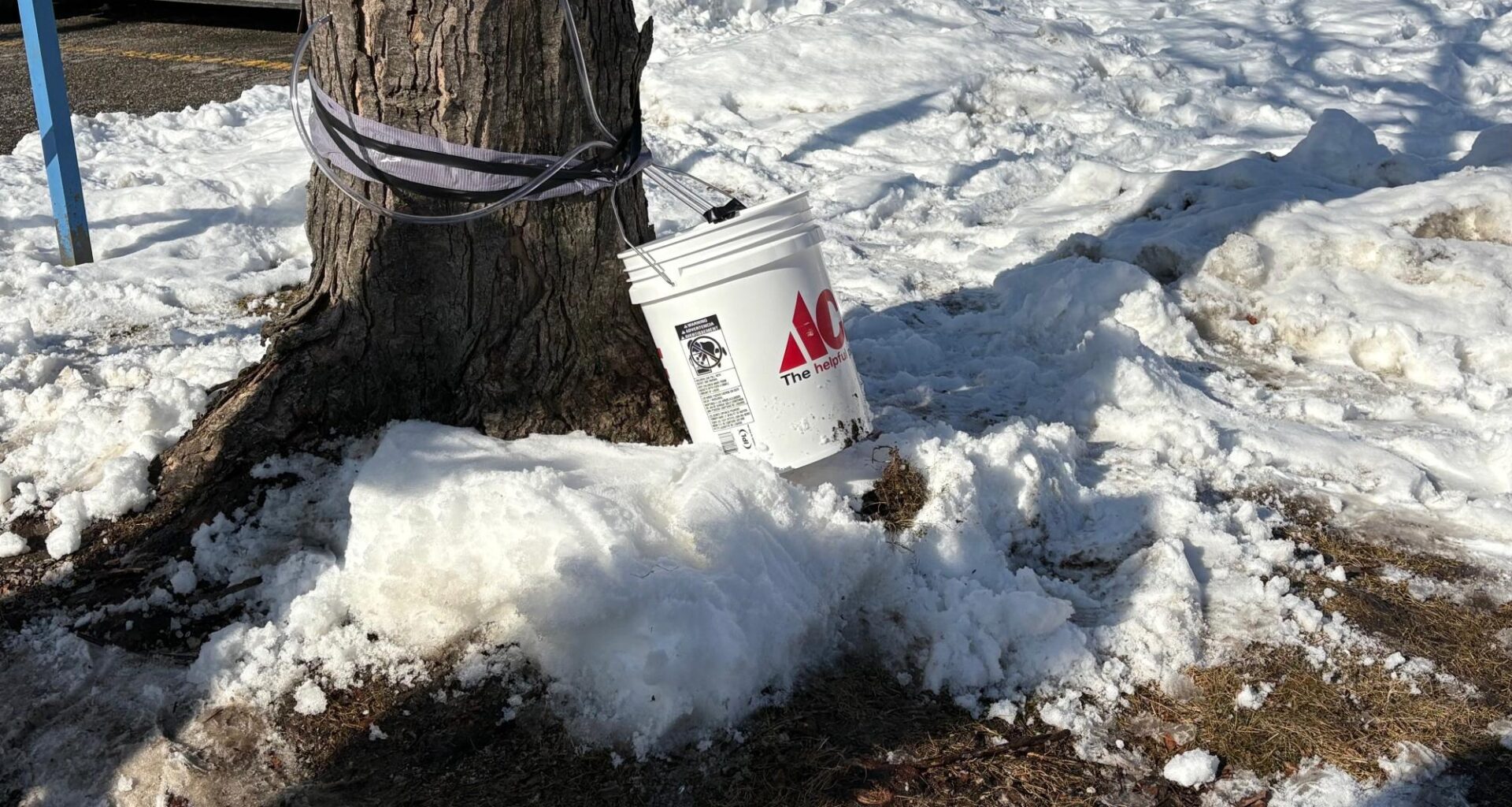 Native maple tapping workshop explores environment