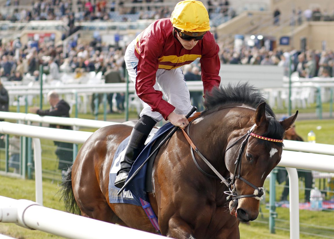 Champagne Stakes Hero Iberian To Stand In France