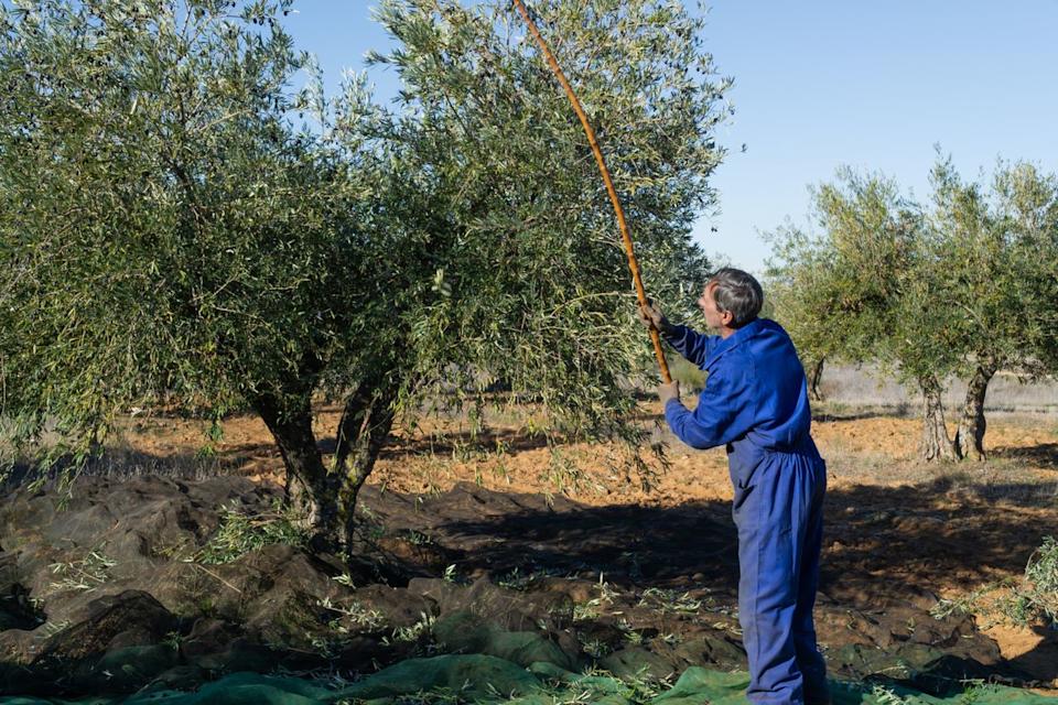 Hand-harvesting olives with long poles is labor-intensive but helps preserve quality for premium olive oil. Angel Lara Diaz / Getty Images