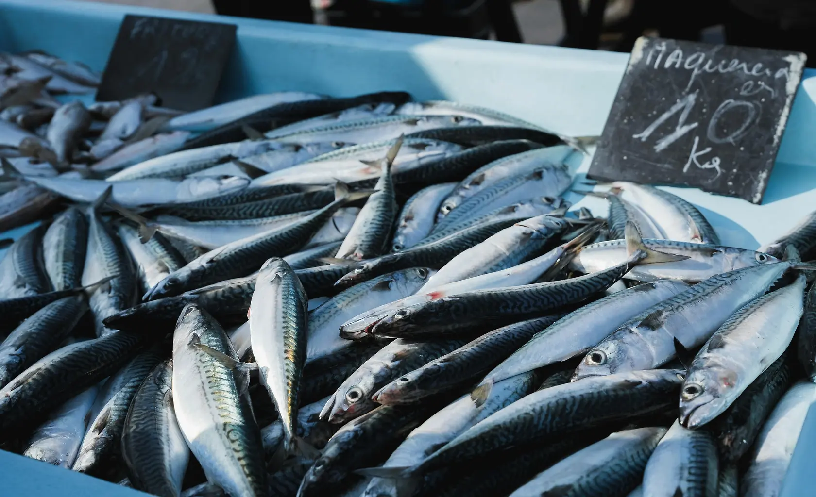 2026 Mackerel Quota Deal: Iceland Joins Coastal Nations, 48% Catch Reduction - News and Statistics