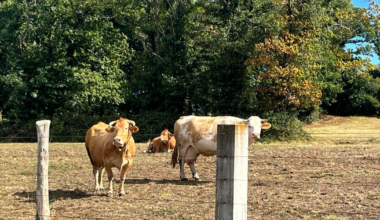 Organic Food production in Spain