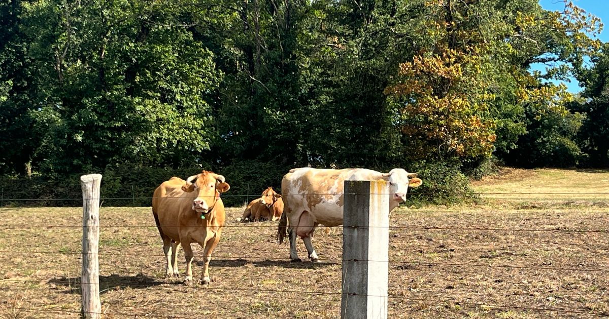 Organic Food production in Spain