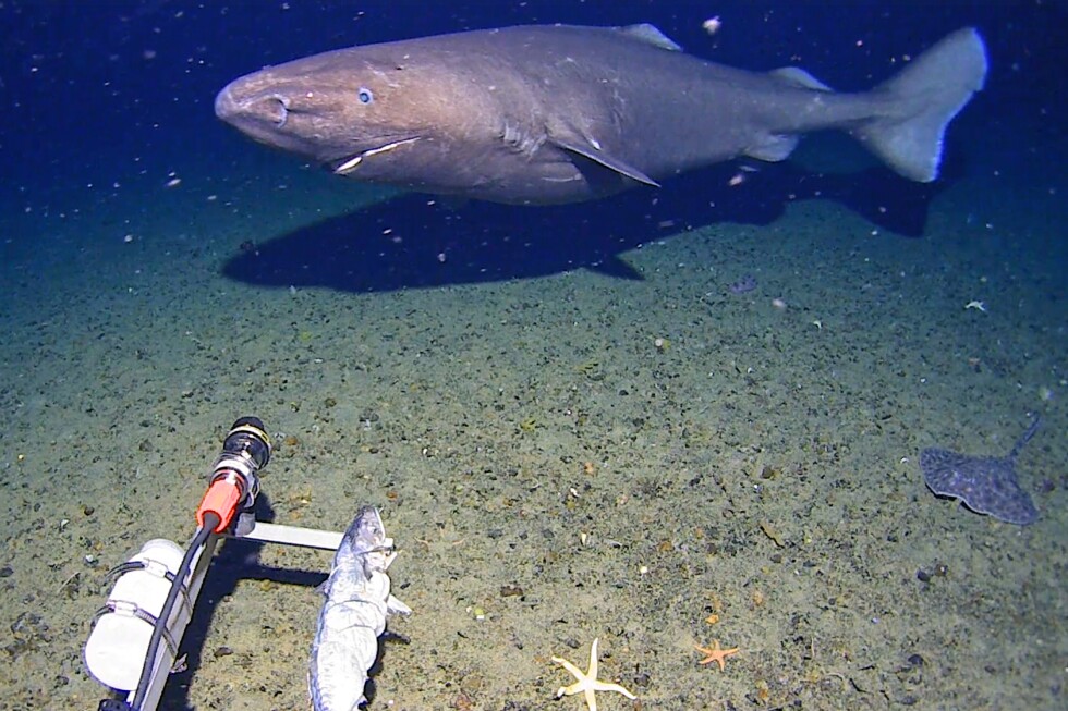 Surprise shark sighting in Antarctica’s near-freezing deep