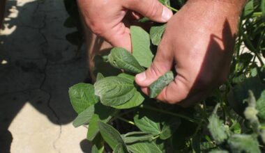 Trump administration approves weed killer dicamba for two common genetically modified crops