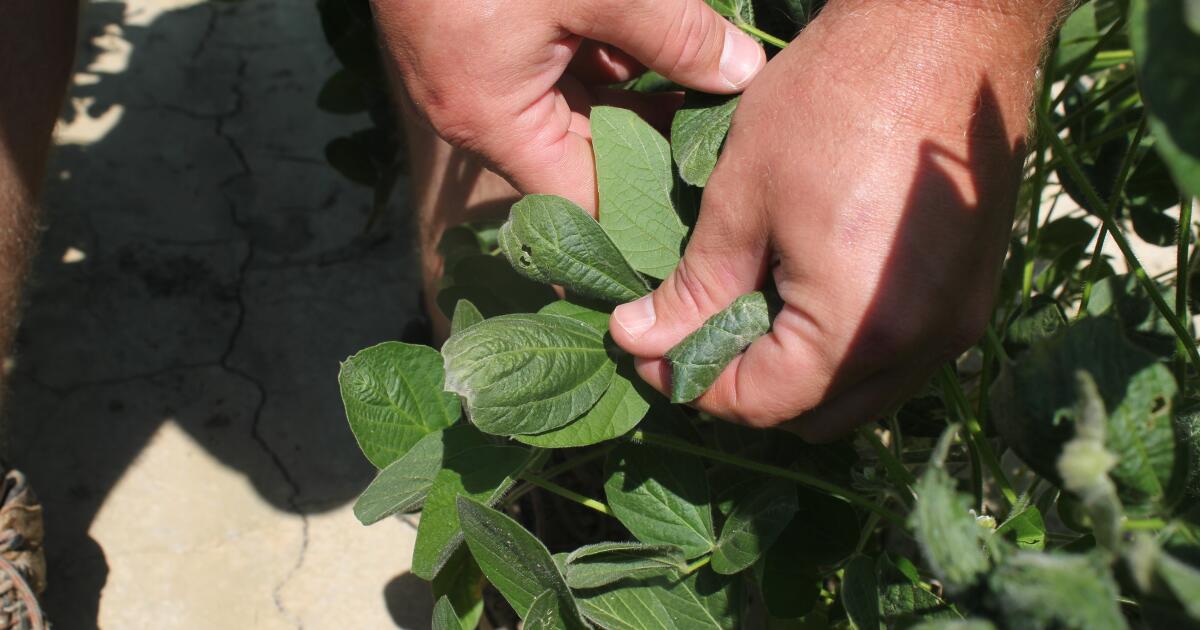 Trump administration approves weed killer dicamba for two common genetically modified crops