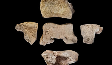 Archaeologists find evidence of Hannibal's war elephants in Spain