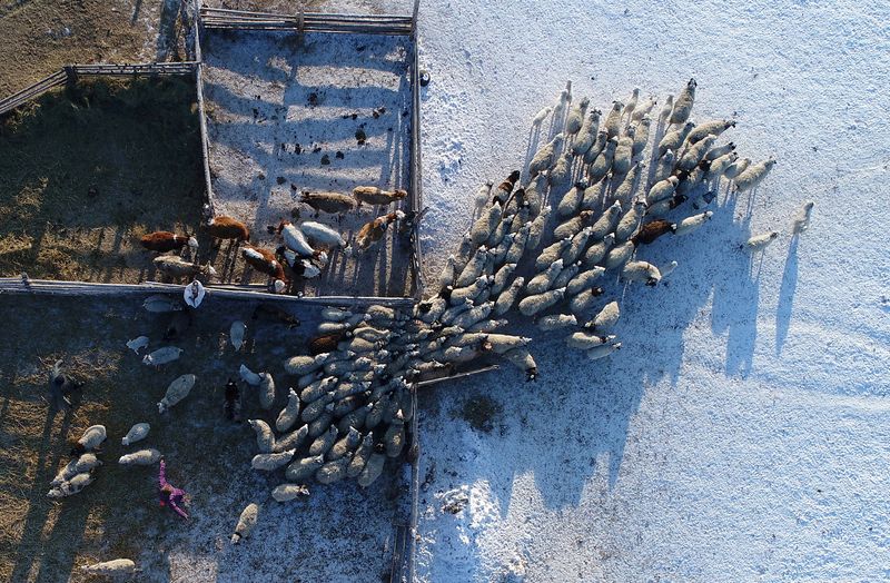 Russia says multiple cattle illnesses are complicating Siberian outbreak