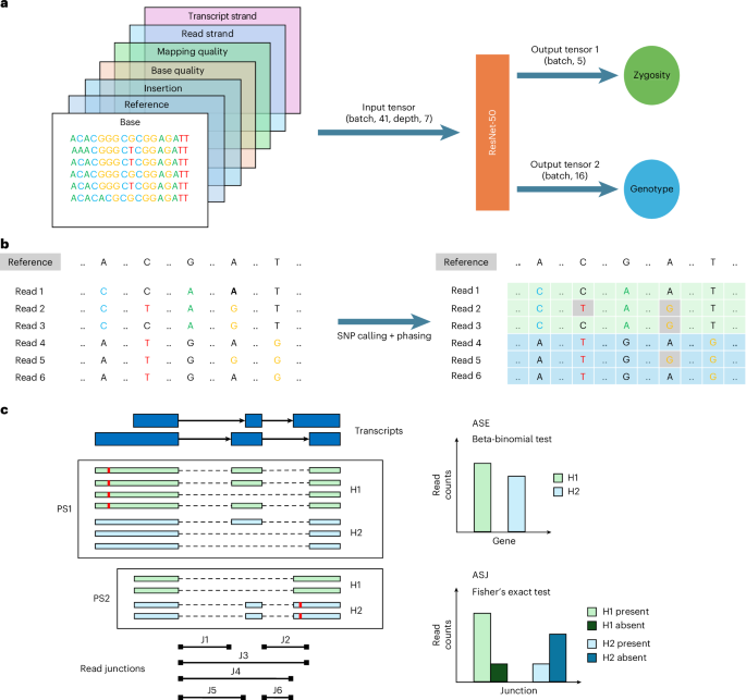 SNP calling, haplotype phasing and allele-specific analysis with long RNA-seq reads