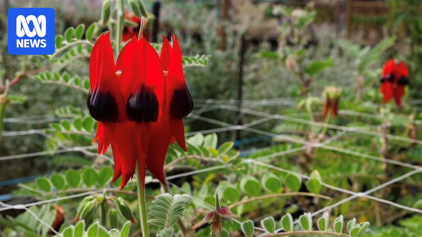 Growers branch out as demand grows for unique Australian native flowers