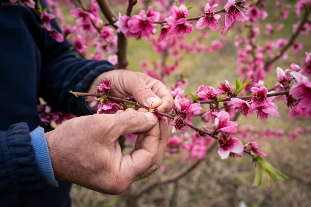 Over two weekends, thousands of visitors wandered among the blooming peach trees around Veria, located 72 kilometers (45 miles) west of Greece’s second-largest city of Thessaloniki. AP