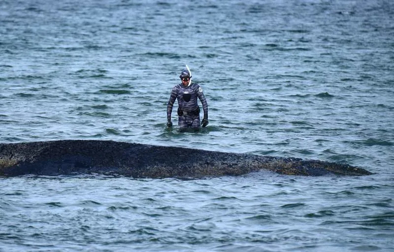 German biologist Robert Marc Lehmann is examining a beached whale stranded on the Baltic Sea coast near Niendorf. A new attempt to rescue the animal is scheduled for today. Daniel Bockwoldt/dpa