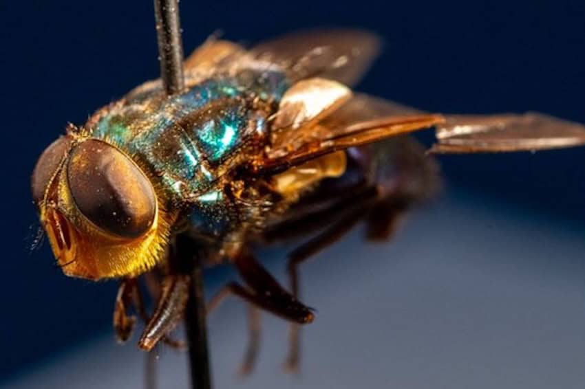 NWS fly