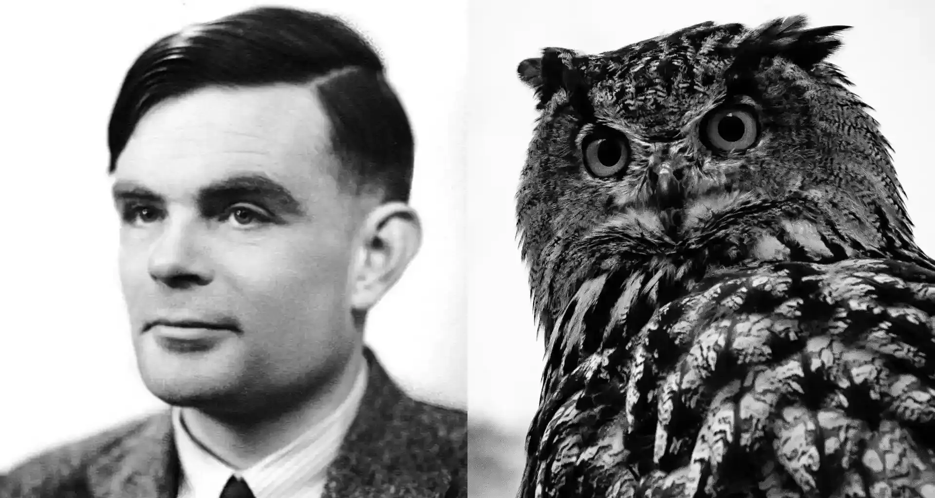 Alan Turing to be replaced with an animal on UK banknotes