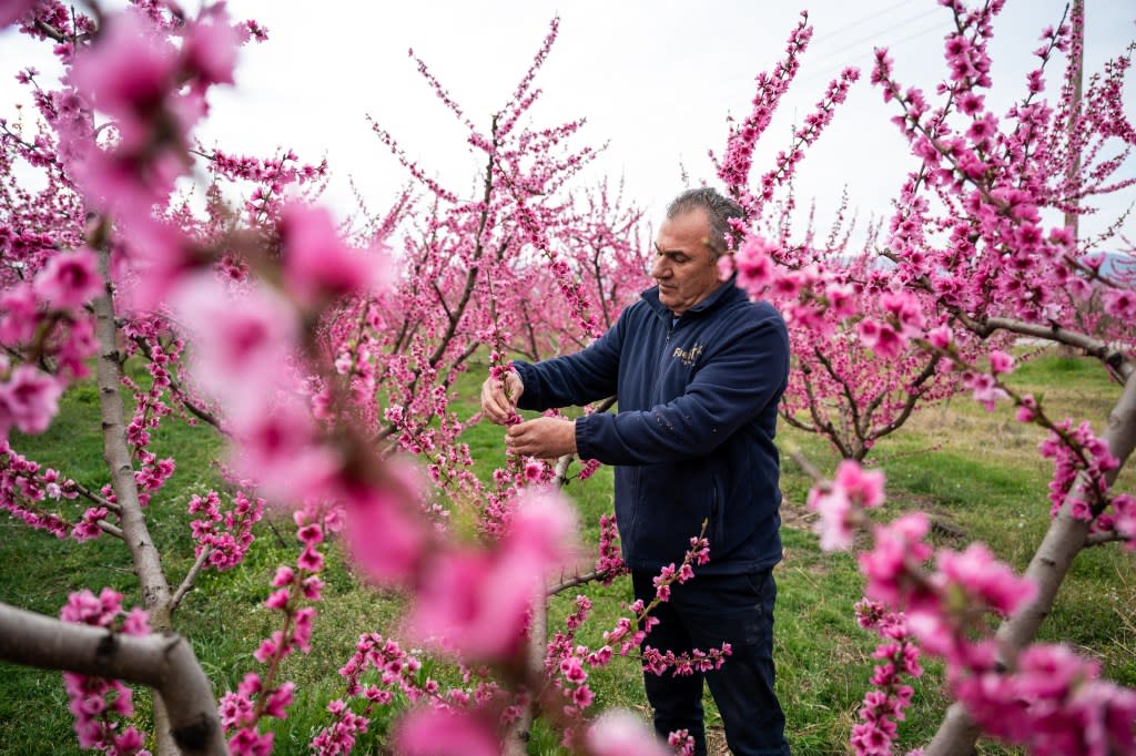 Anastasios Chalkidis, head of the Agricultural Association of Veria, tends the blooming peach trees near the city of Veria, Greece, on March 22, 2026. AP