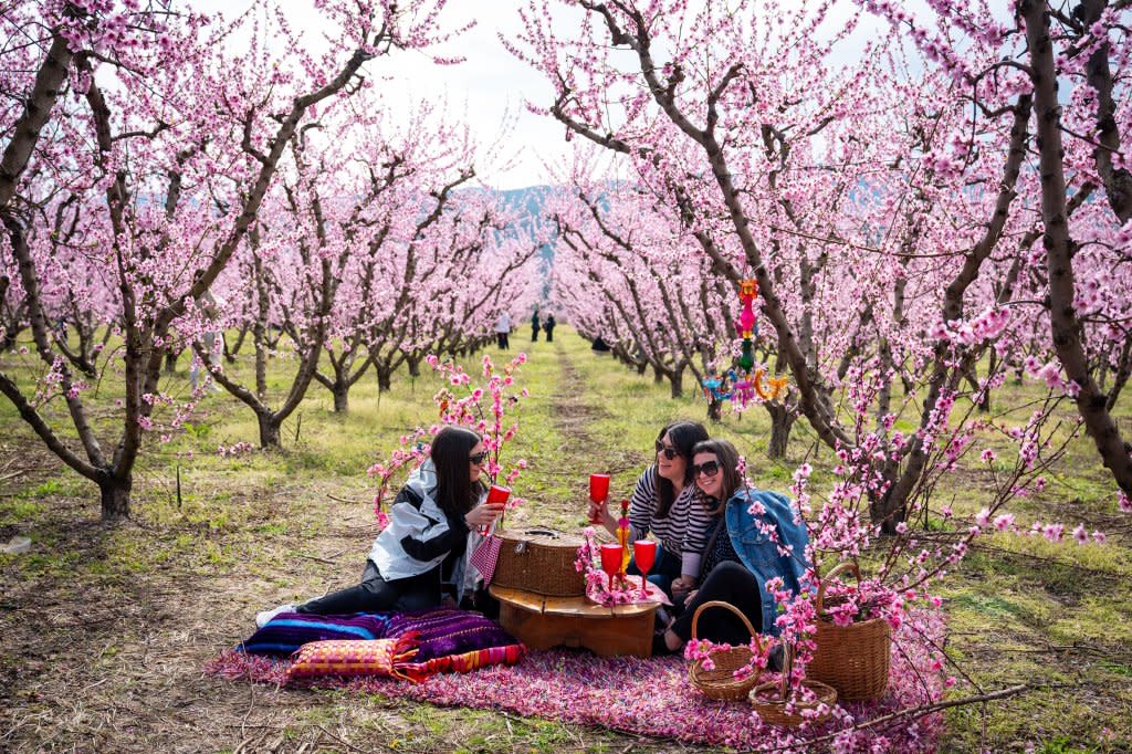 People enjoy a picnic among the blooming peach trees at an event to encourage the public to visit the blossoms near Veria, Greece, on March 22, 2026. AP