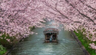 First Official Japan Cherry Blossom Dates Forecast