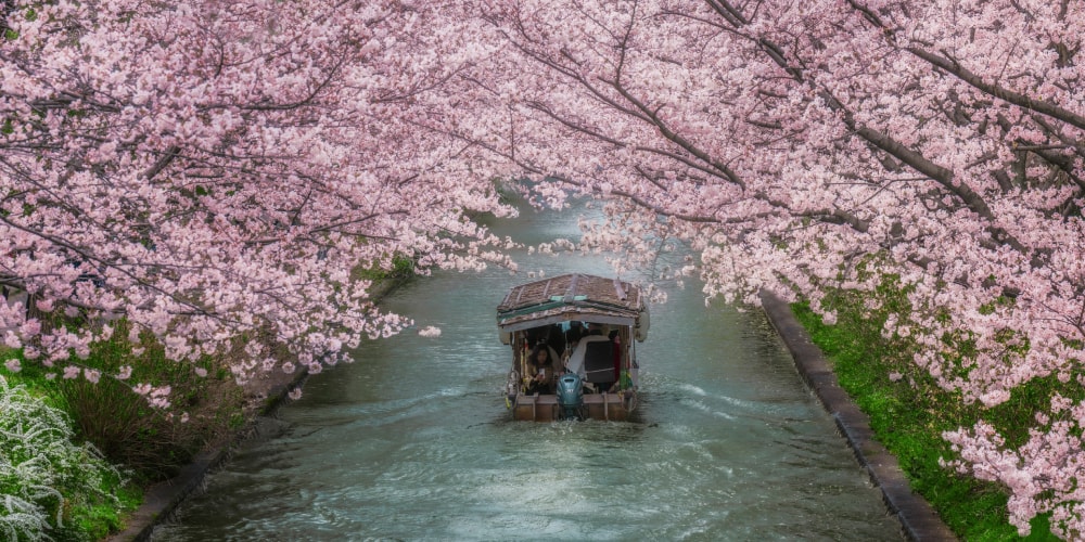 First Official Japan Cherry Blossom Dates Forecast