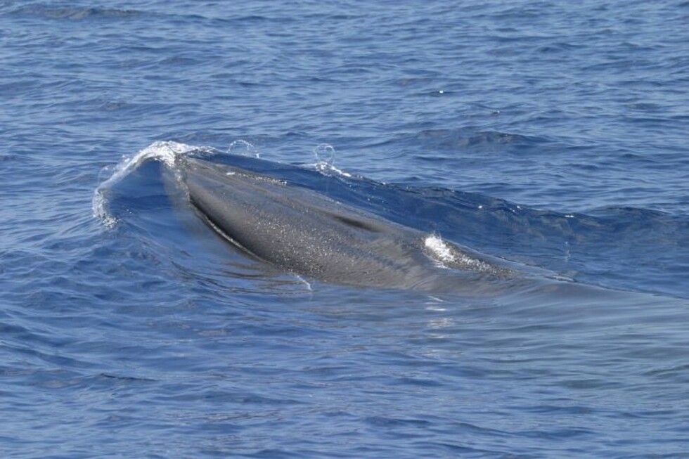 The rare Rice's whale at risk from Trump plans for more Gulf drilling