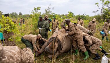 Rhinos return to protected area in Uganda, marking a milestone against poaching