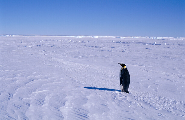 Emperor penguins declared endangered species · TheJournal.ie