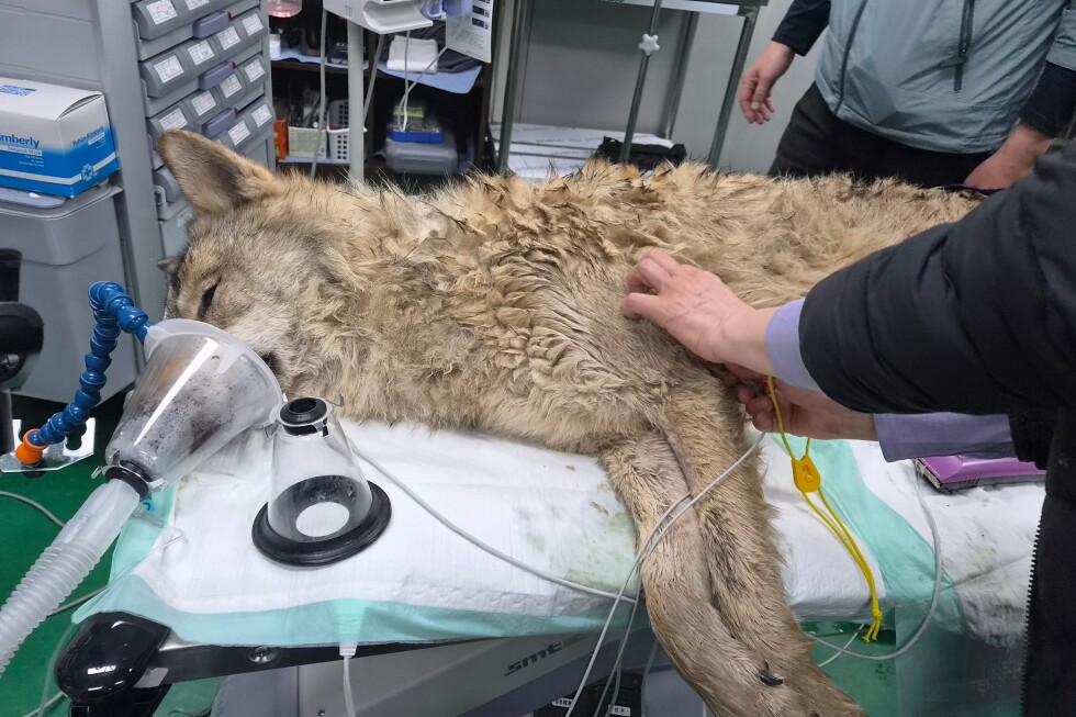 Escaped wolf returns to zoo safely after 9-day search that drew national attention
