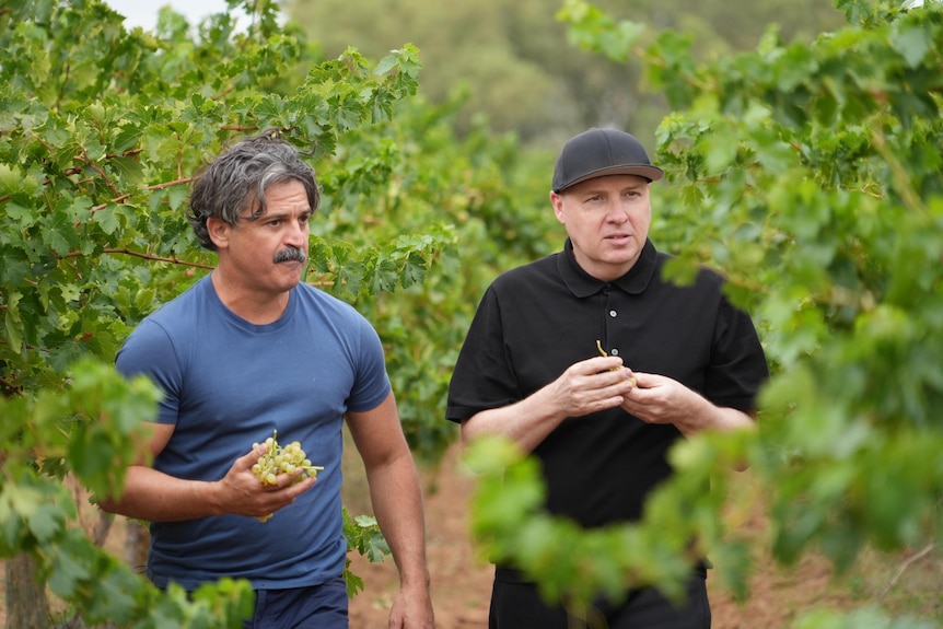 two men walk through a vineyard together
