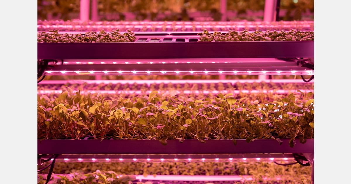 Greece: Santorini growers supply 120 restaurants on the island