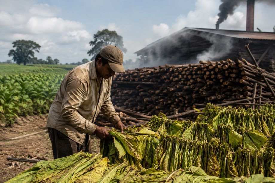 Tobacco Industry's Sustainability Narrative Masks Major Ecological Harm: WHO