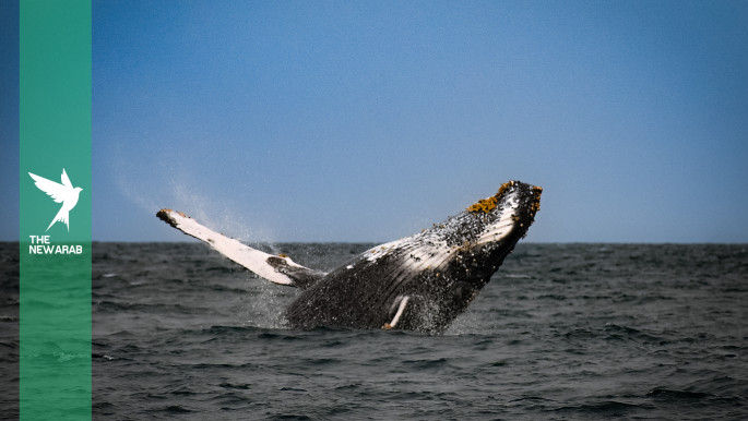 Middle East conflicts a danger for whales off S.Africa: study