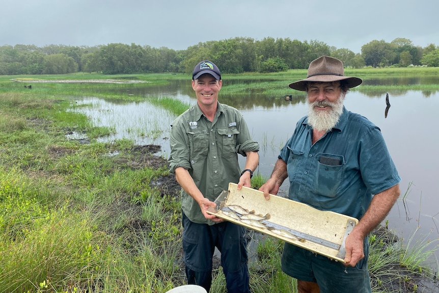 Two men standing in front of a wetland hold a tray with a handful of young barramundi.
