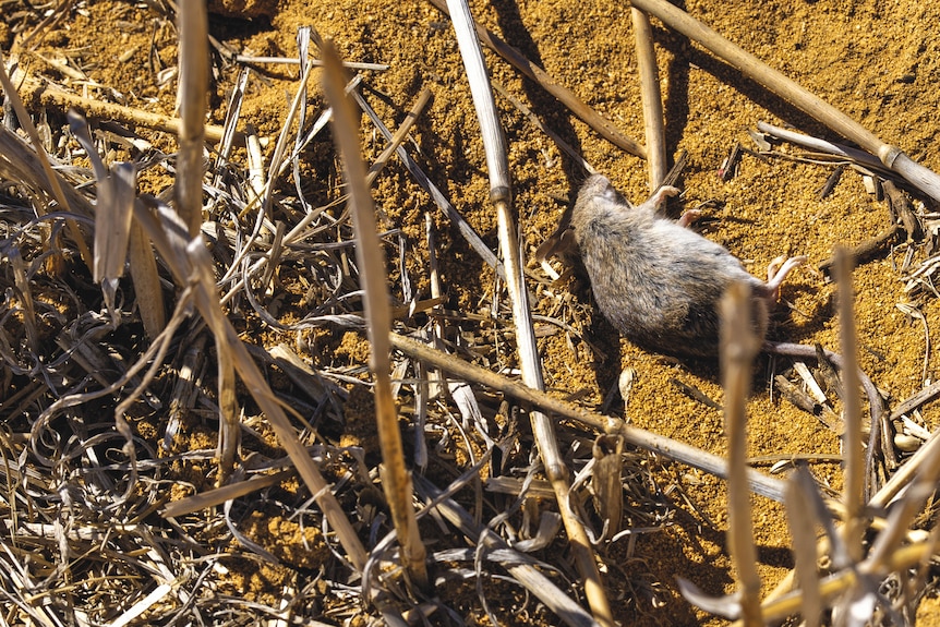 A dead mouse lays in the golden yellow soil next to some stubble.