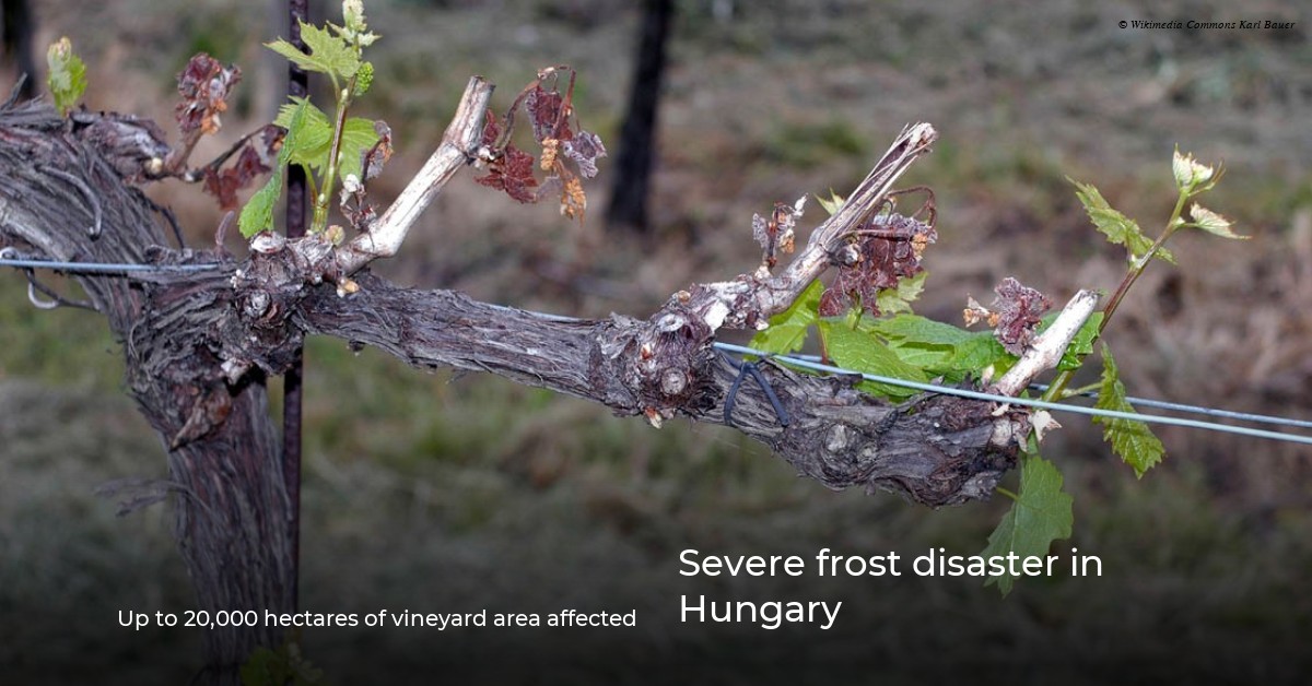 Severe frost disaster in Hungary