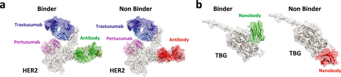 Fig. 2: AF3-predicted nanobody binding poses on HER2 and TBG.