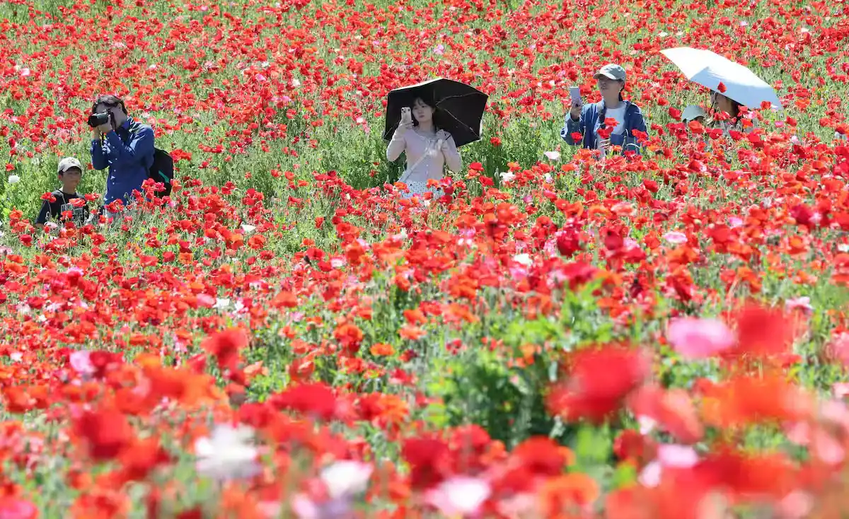 Poppies Showa Kinen Park