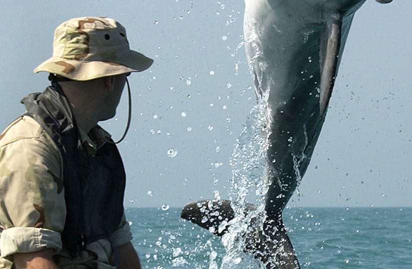 KDog, a common bottlenose dolphin of the United States Navy Marine Mammal Program, performs mine-clearance work while wearing a locating pinger in the Persian Gulf during the Iraq War.