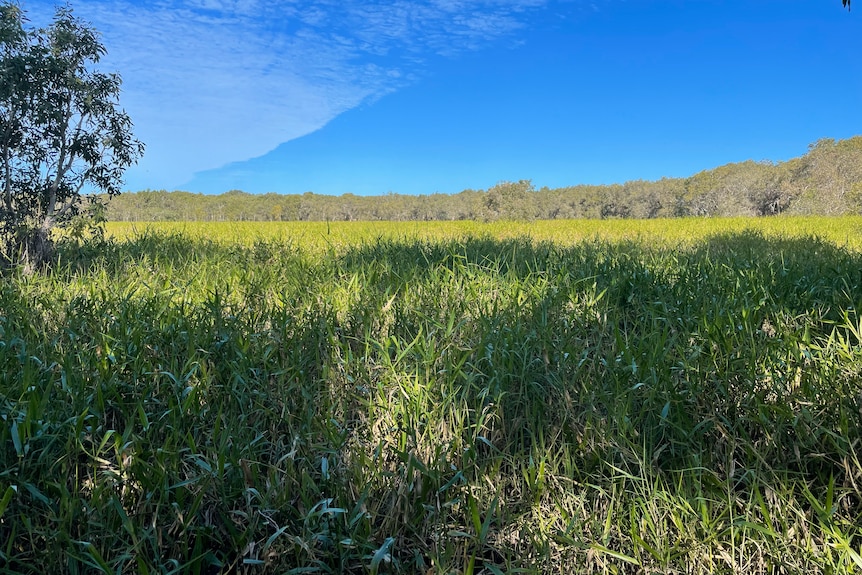 A field of aquatic grass under a clear blue sky, some clouds on the side.