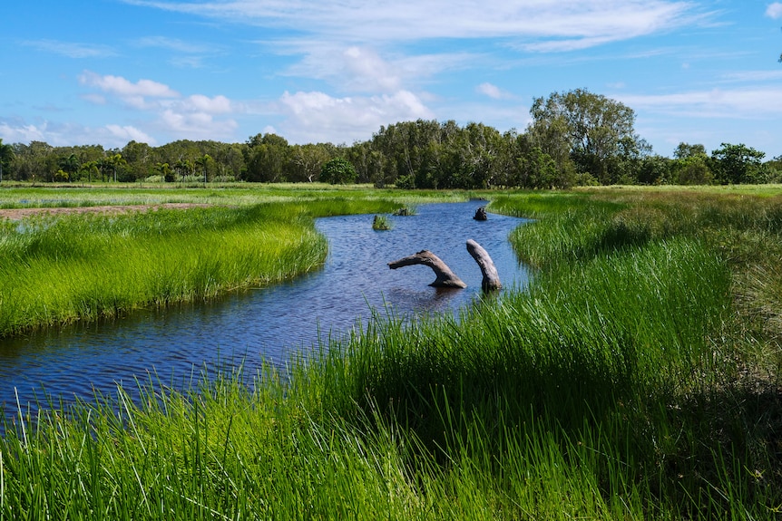 A flowing stream through lush green reeds, blue sky with some clouds, a few wooden stumps submerged in water.