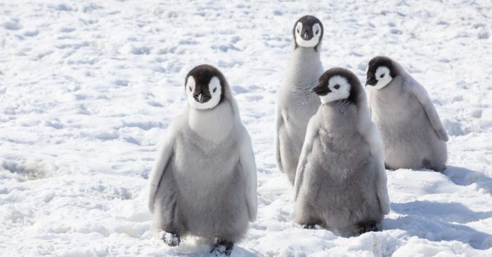 Drivers of Antarctica’s dramatic sea ice decline could accelerate global warming: new research
