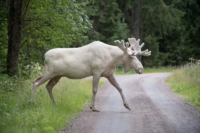 white moose