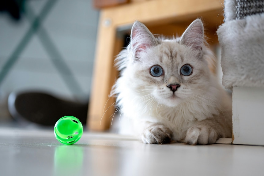 A cat crouches next to a couch, a green toy by its side.