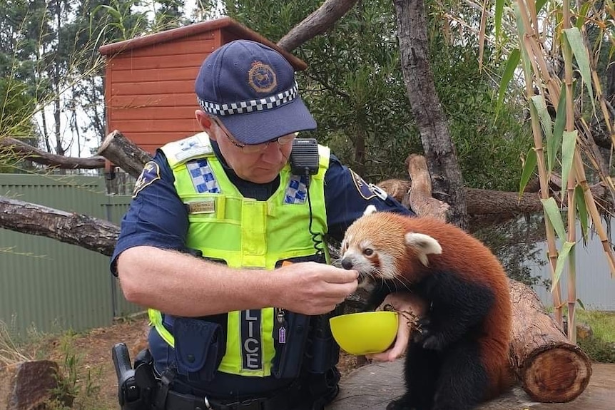 a tasmania police officer in uniform feeds a red panda