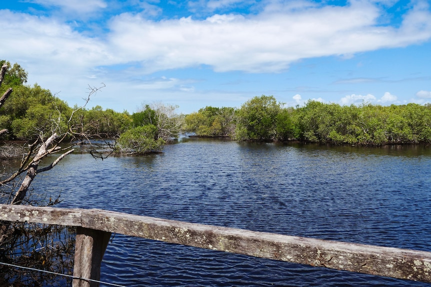 A mangrove forest at the edge of the water.