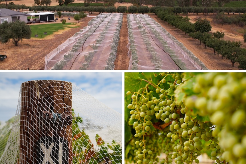 a collage of grapevines
