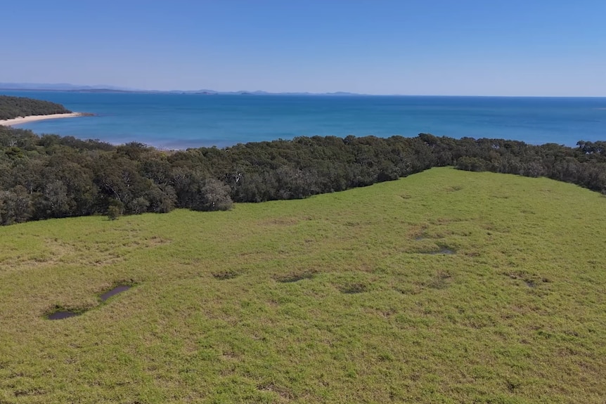 A drone shot of a coastline with a dark green forest that meets a field of light green.