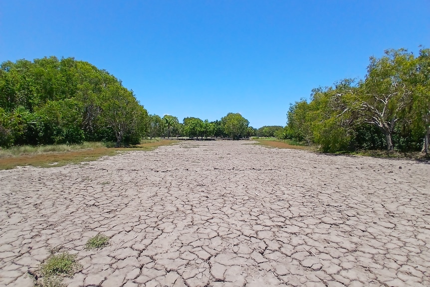 A field of dried cracked earth, a blue sky in the distance, trees on the side.