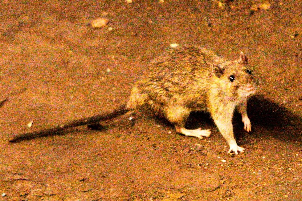 What to know about the suspected hantavirus outbreak on a cruise ship