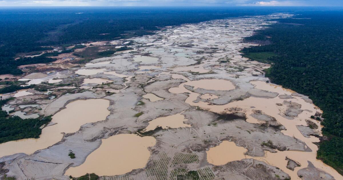 Global forest loss fell sharply in 2025 after hitting record high