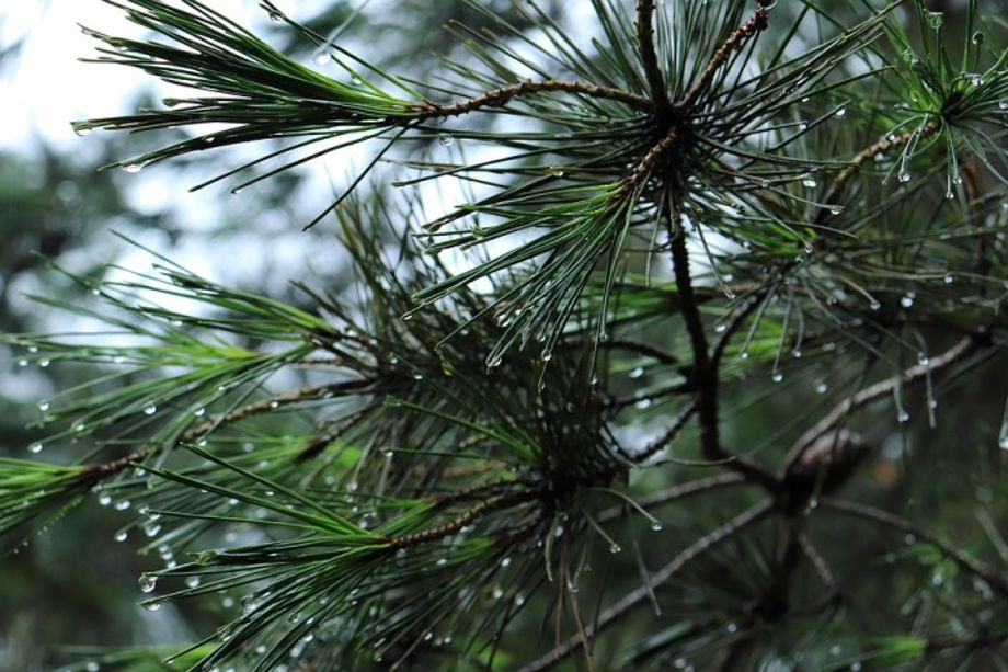 NZ Pine Brand to Showcase New Zealand Timber on Global Stage