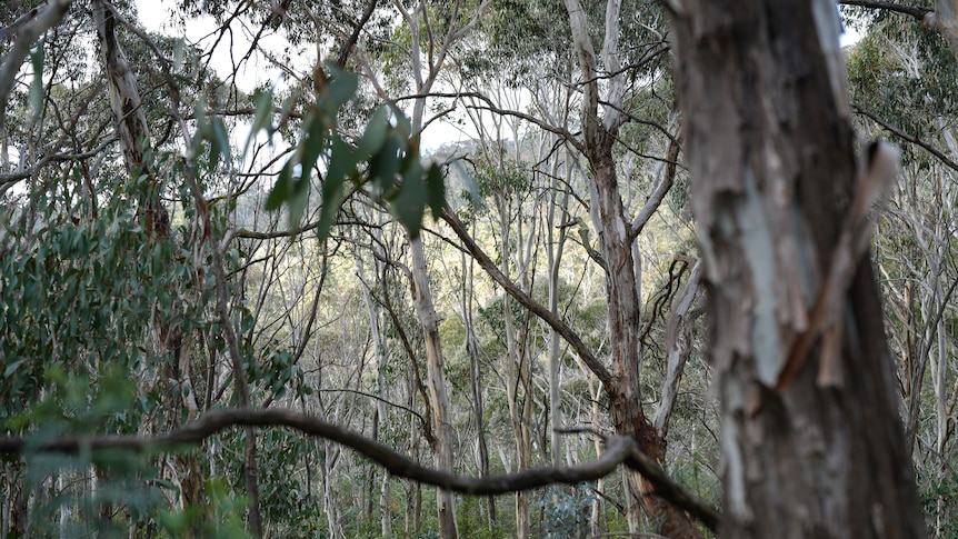 Green overlapping gumtrees with signs in the foreground for bush walking tracks.